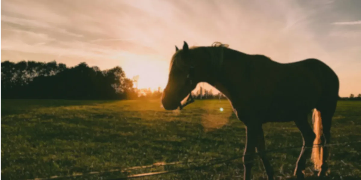 Visuel Développer un leadership collectif